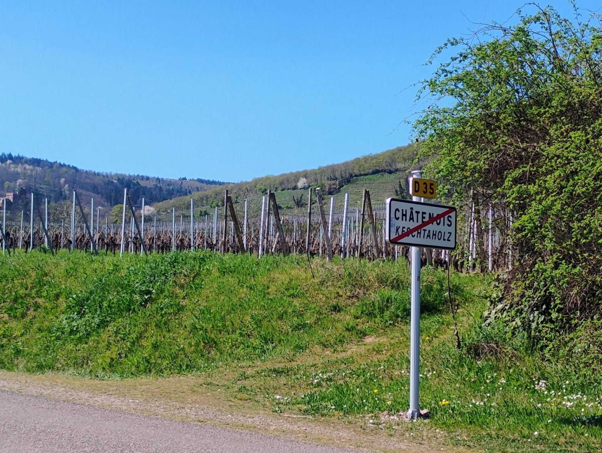 Gite Le Marronnier - Au Calme - Parking & Terrasse - Pres De Colmar Et Riquewihr - Route Des Vins Chatenois  Exterior photo